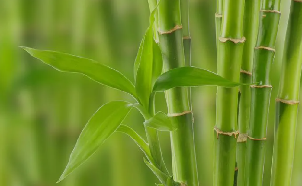 长得最快的植物-竹子