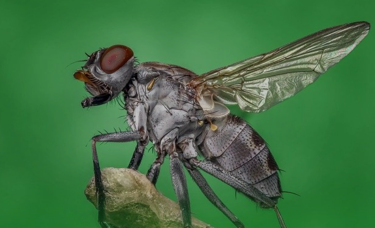 是什么导致浑身带病菌的苍蝇不生病？