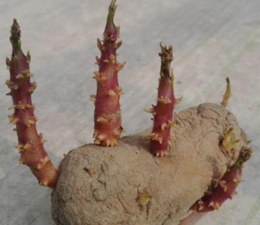 四种巧用发芽土豆的实用小妙招。土豆发芽不能吃了就得扔掉？