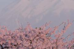 日本樱花几月绽放