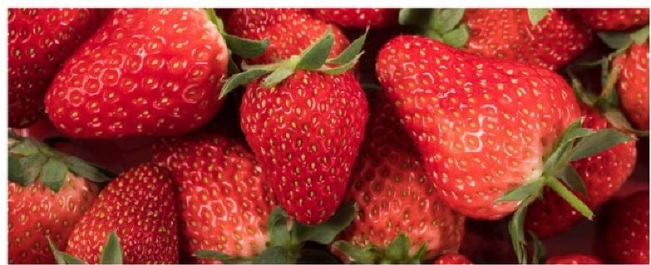 北京昌平草莓的主要品种有哪些昌平草莓的品种