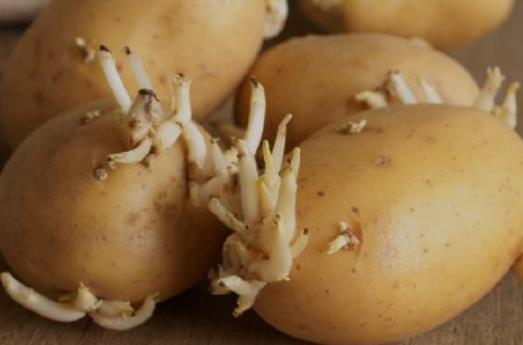 刚发芽的土豆可以吃吗  土豆怎么保存延缓发芽速度