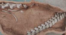 江西发现距今9000余万年的泰坦巨龙化石