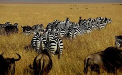 非洲旅游攻略，偶遇非洲动物大迁徙时间