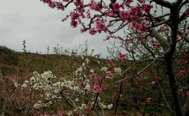 雅安市春季旅游攻略 推荐雅安春季赏花好去处