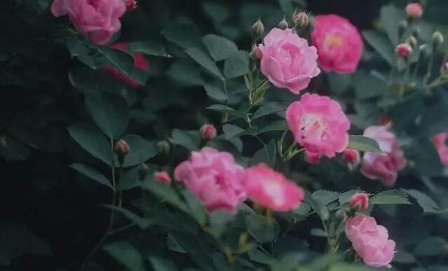 蔷薇花满架，不语也倾城 6首唯美蔷薇诗词