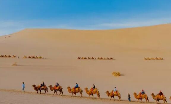 “骆驼罢工”，给我们带来了哪些思考？