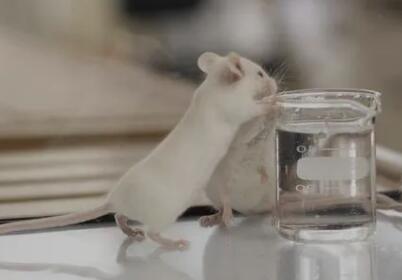 新研究成功将“长寿基因”从裸鼹鼠移植到小鼠