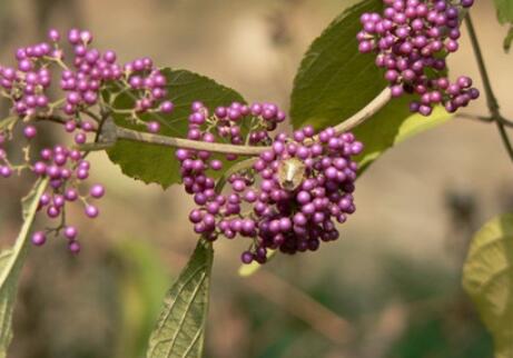 紫珠草的养殖方法和注意事项