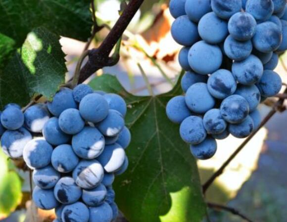 无籽葡萄吃了对身体有害吗 无籽葡萄是转基因吗