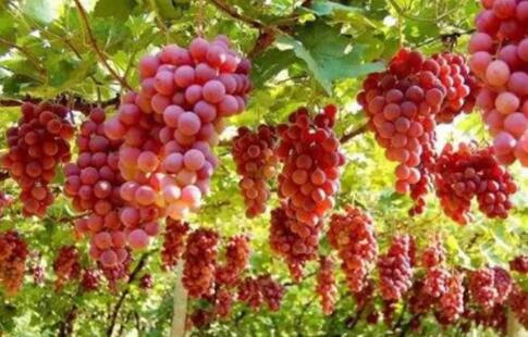 阿图什特色水果 新疆阿图什特产