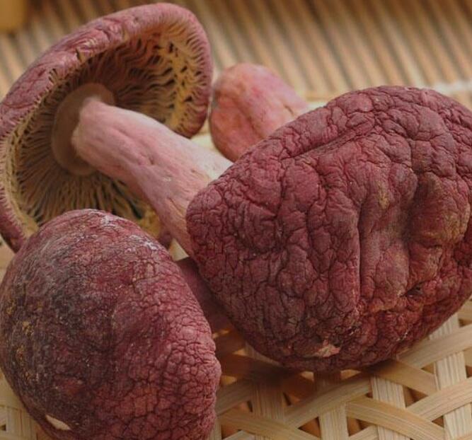 红菇的功效与作用 美味红菇好处多多，如何鉴别红菇