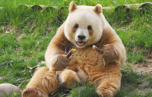 棕色大熊猫“七仔”静享秋日时光 为什么会有棕色大熊猫
