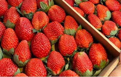 草莓打农药多吗有毒吗 草莓打药孕妇能吃吗