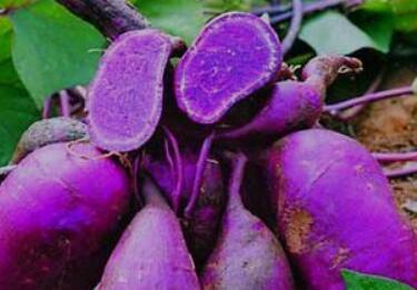 贵州特产-紫色红薯
