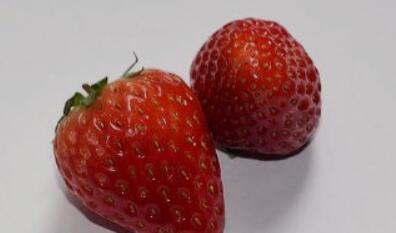 贵州特产-云谷深山草莓