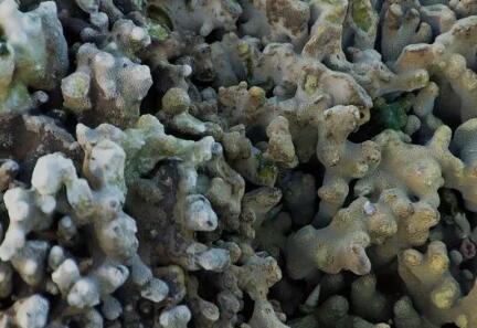 珊瑚真假鉴别：揭秘市场上的珊瑚陷阱
