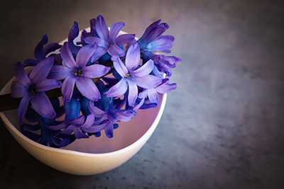 厂,花,花瓣,紫色,碗,蓝色.jpg