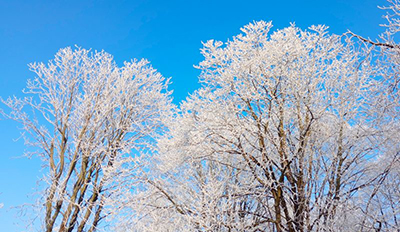 冬季,雪,树,枝条,天空,白色.jpg